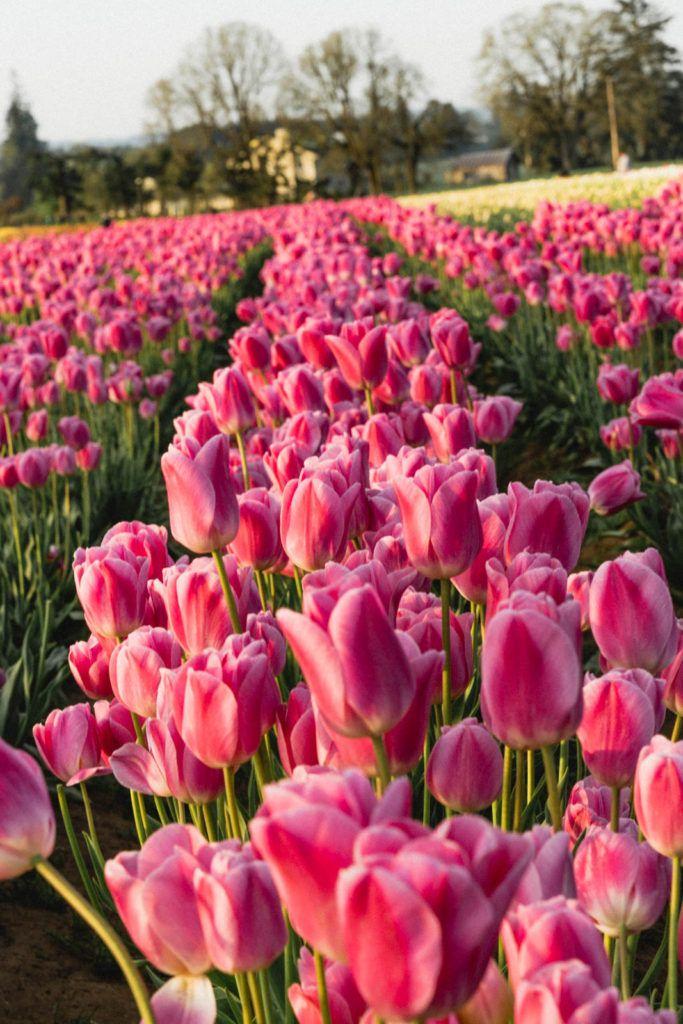 Whispers of Bloom: Silent Overture