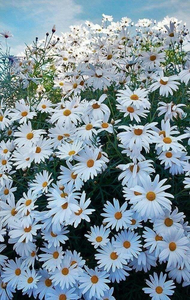Garden Symphony: Pastel Note Ensemble